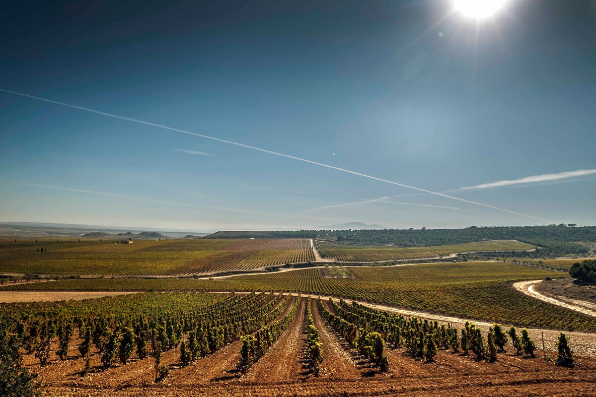 Виноградники в окрестностях Alfaro в субрегионе Rioja Oriental