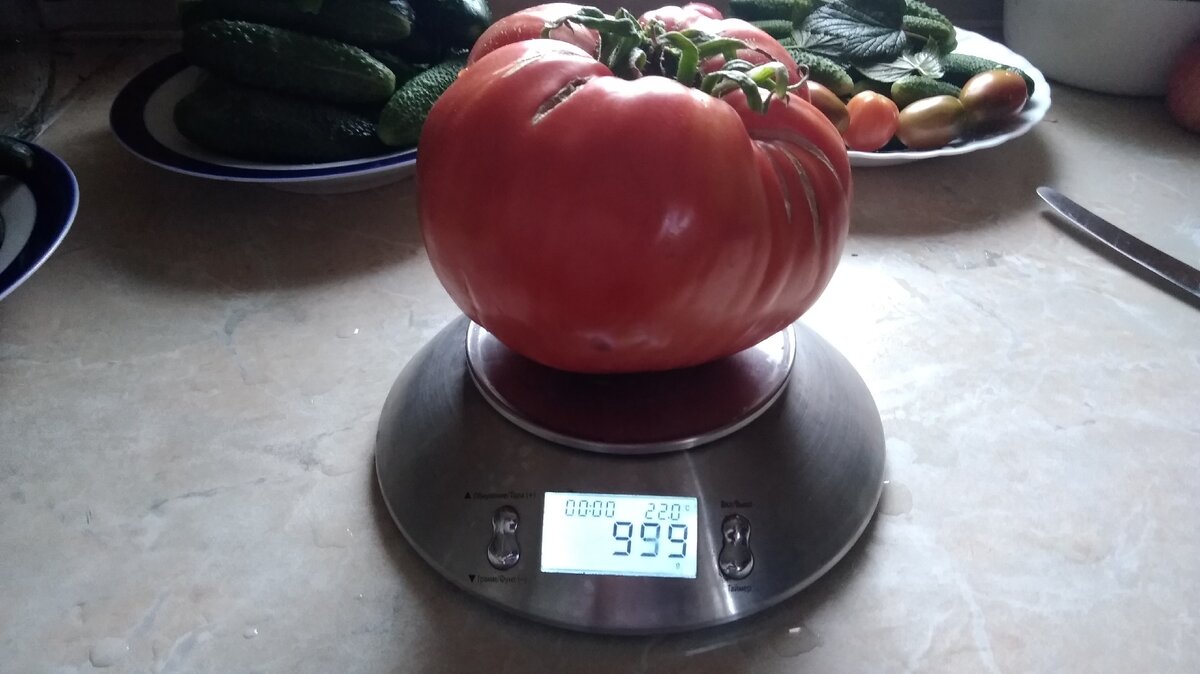 Помидор массой 1 кг - это нормально!