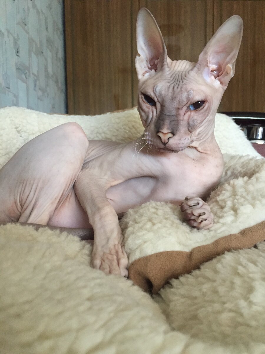 «Ведь это даже не похоже на кошку» - слышала я неоднократно.