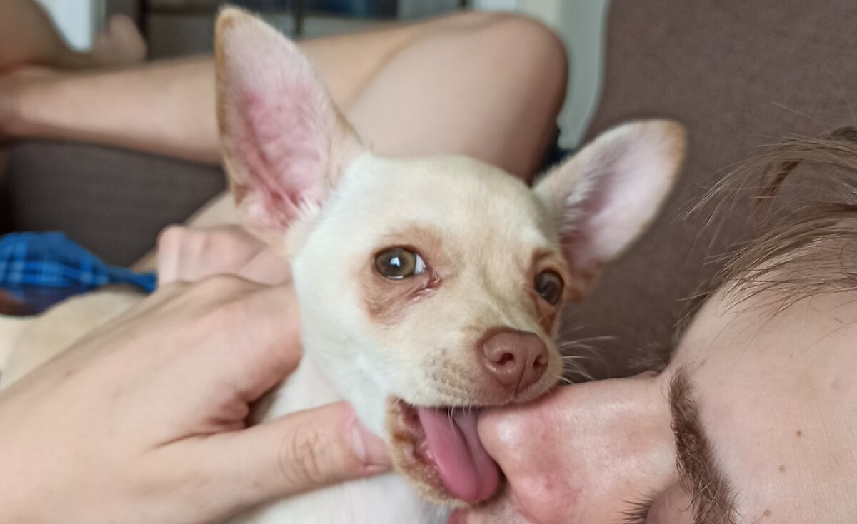 Первые дни кажется, что кусь - это баловство и все ок. А потом зубы растут и становится страшно 🙈