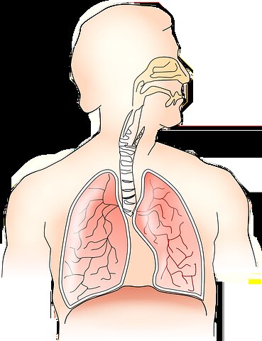 Процесс дыхания. 
