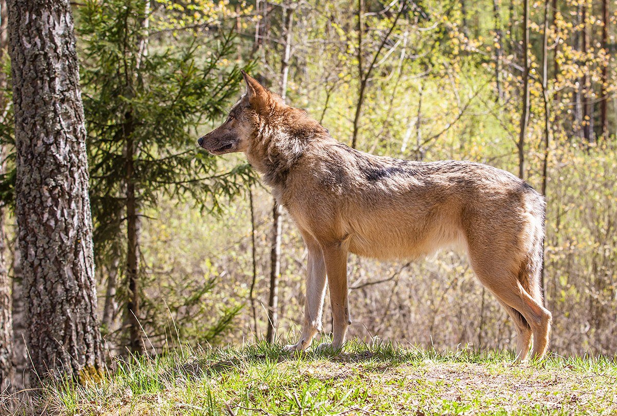 Степной волк. Подвиды волков. | Заметки Wolf - Тренера | Дзен