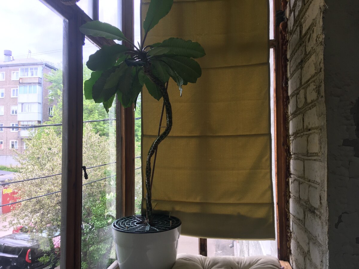 На лето пальмочка переехала на балкон. Сразу раскинула листья во все стороны - простор!
