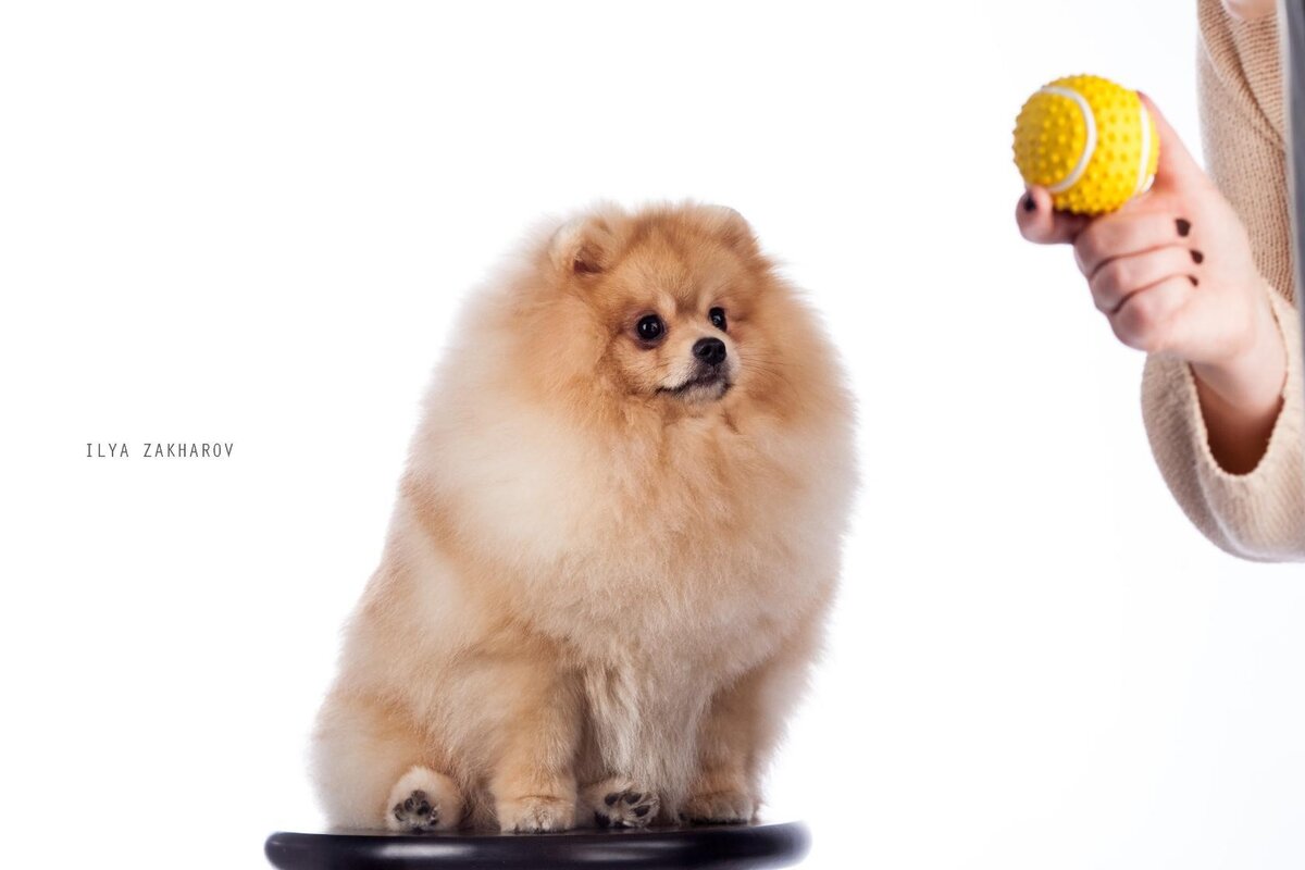 Огненный Лис Валдес Виктори