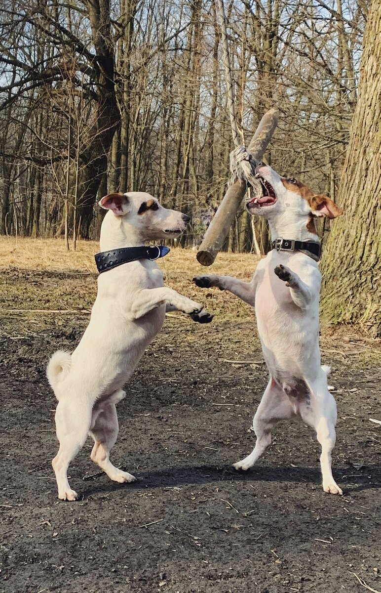 джекушки развлекаются с тарзанкой :)