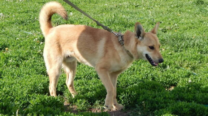  Таким Чарли был в приюте 5 лет назад. Фото Аллы Прасоловой