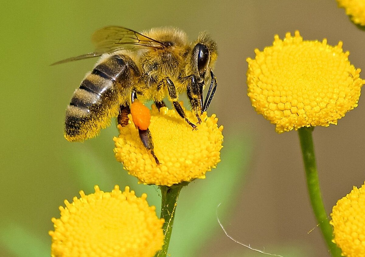 Пчела и оса