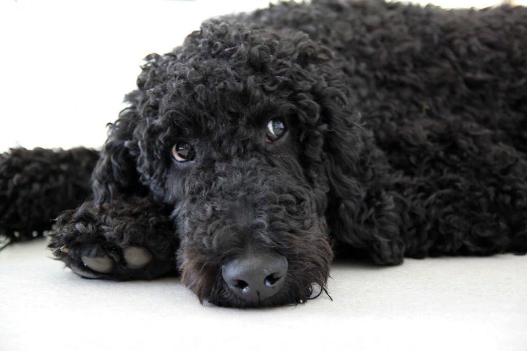 Мою семью как будто кто-то сглазил. Сплошные несчастья одно за другим. Влада моего старшего сына бросила девушка, на которой хотел жениться. Парень очень сильно пережевал и вообще в любви разочаровался. Затем в мир иной ушла моя любимая теща. Тестю было так горько и плохо, что мы решили забрать его к нам. Пришлось забрать и его собаку, крупного пуделя Барона.  
Поведение пса было отвратительно — изгрыз всю мебель, даже мог укусить хозяина, постоянно вырывался и убегал, когда выводили его гулять. Пришлось вызывать кинологов, и платить за дрессировку, но тщетно, пес был не обучаем. Отдать псину в добрые руки мы не могли, так как для тестя, который никак не мог выбраться из траура, Барон остался самым дорогим существом на свете. 
Осенью пришло время везти обезумевшую псину на стрижку, но за него никто не хотел браться. Пришлось объехать все салоны в городе, но к сожалению, нигде таких злобных не берут. В итоге по объявлению в интернете нашел я девушку, которая сама выезжает к клиенту и стрижет на дому. Пришлось конечно же рассказать ей про вздорный характер Барона. 
Псину она постригла, и заодно объяснила мне что собака ведет себя так гадко потому, что тоскует по умершей хозяйке. Барон же не знает, что ее больше нет на свете, и не понимает, почему его забрали из родимого дома. Поэтому мстит за такое обращение. Она дала совет пообщаться с ним «по-мужски». 
Я как-то не совсем и поверил, но все равно загрузил пса в багажник и отвез в брошенный, пустой и не жилой дом, где жили теща с тестем. Стал рассказывать ему все, что произошло здесь. На удивление Барон очень внимательно слушал. 
Затем мы поехали на кладбище, нашли тещину могилку. И вдруг неожиданно песик задрал морду и начал выть... А потом, лег возле памятника и долго не вставал... 
 Мы вернулись домой, Барон сильно поменялся в своем поведении, его никто не узнавал, стал таким тихим и смирным. Я поделился со своим родными про ту самую девушку — собачьего парикмахера, которая дала мне такой важный и нужный совет. Сын, еле дослушав, попросив ее адрес и пулей рванул из дому к ней. А вернувшись, сообщил, что будет на ней жениться. Объяснял он это так: «Если она смогла проникнуться к положению собаки, то неужели меня не сможет понять? К тому же Даша оказалась такой классной!» Сыграли свадьбу уже через полгода. А доченьку назвали в честь моей покойной тещи.
