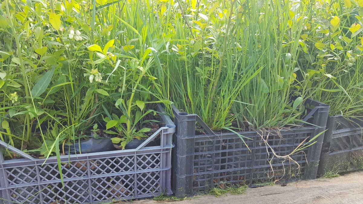 саженцы до прополки