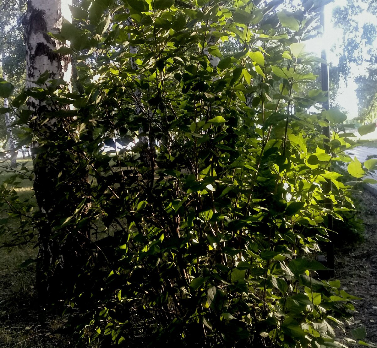 Книги как деревья. От них вы тоже получаете кислород, чтобы существовать! 