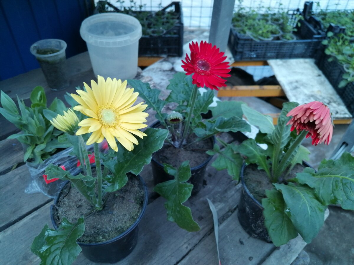 Гербера приготовленная для покупательницы. 