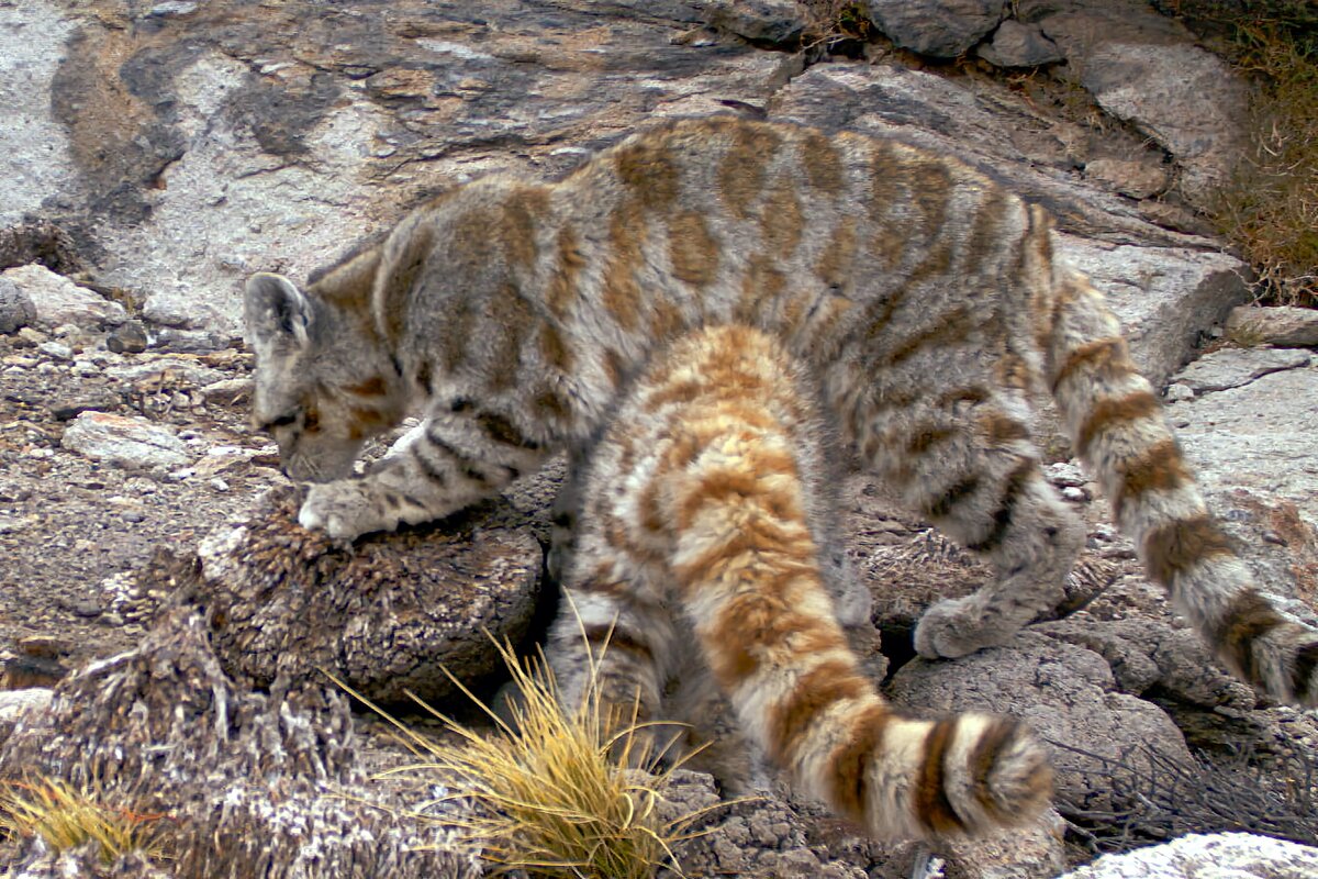 Андская кошка. Андская Горная кошка. Андская Дикая кошка. Leopardus Jacobitus. Андский кот.