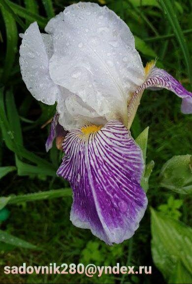Фото автора Алесад. Ирис бородатый.