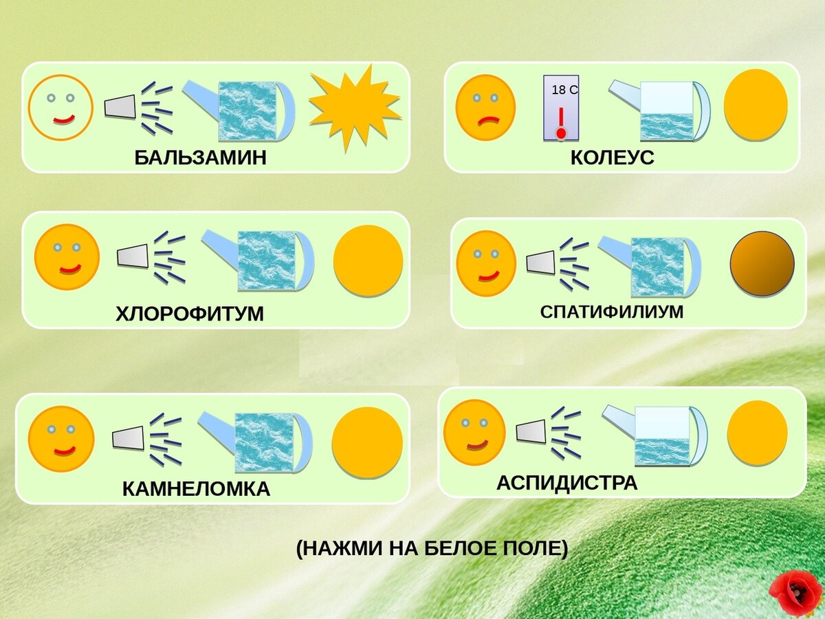 Схема полива растений в детском саду