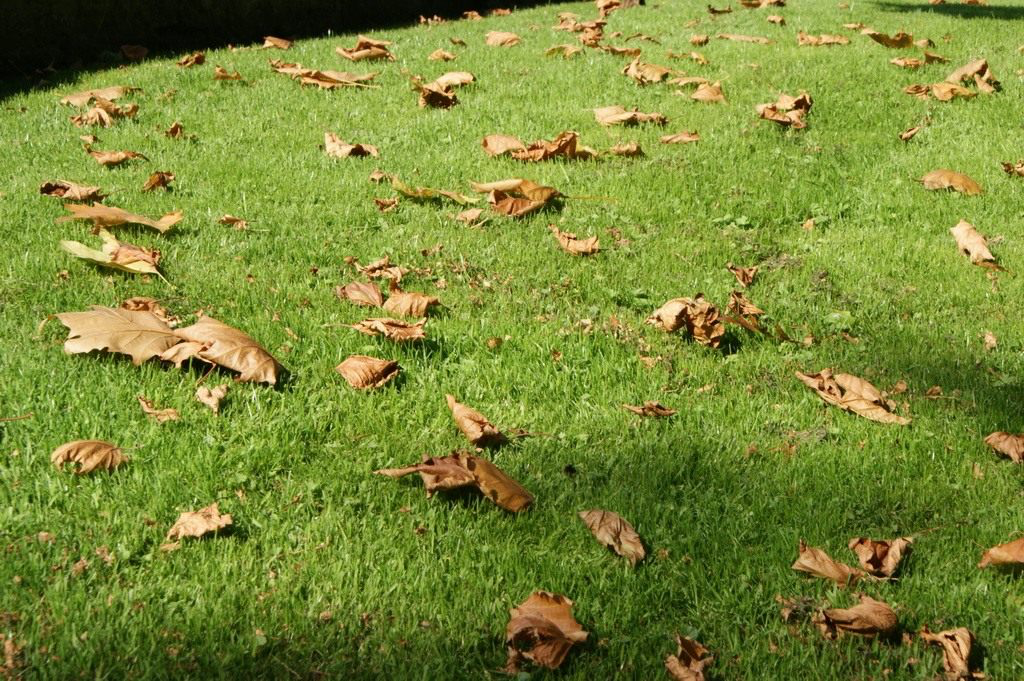 Ботаничка.ru