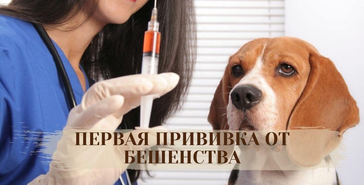 Когда делать первую прививку от бешенства собаке