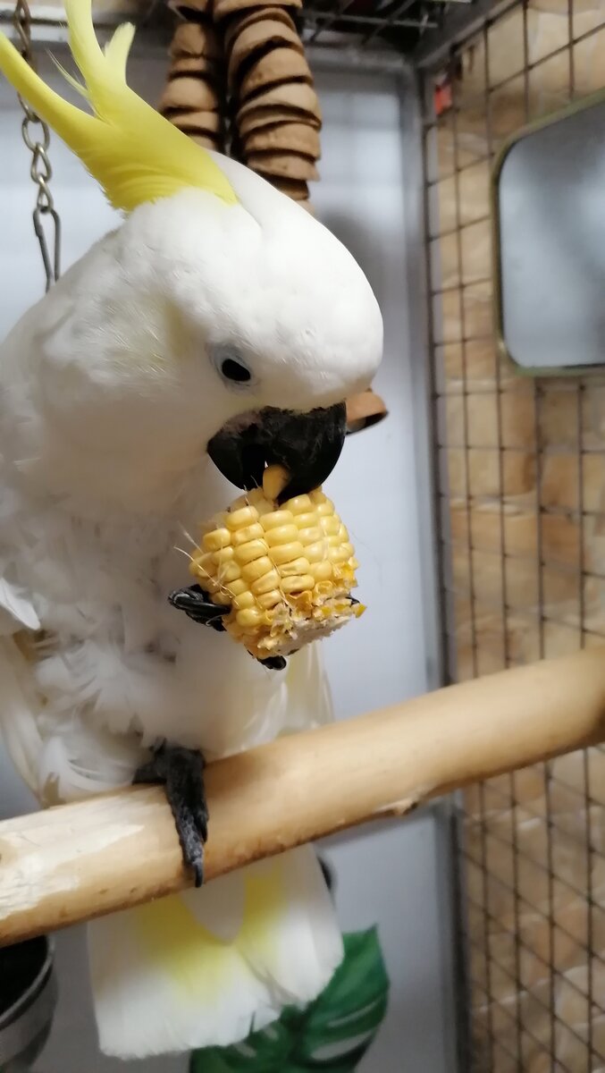 Какаду Ваня кушает кукурузу