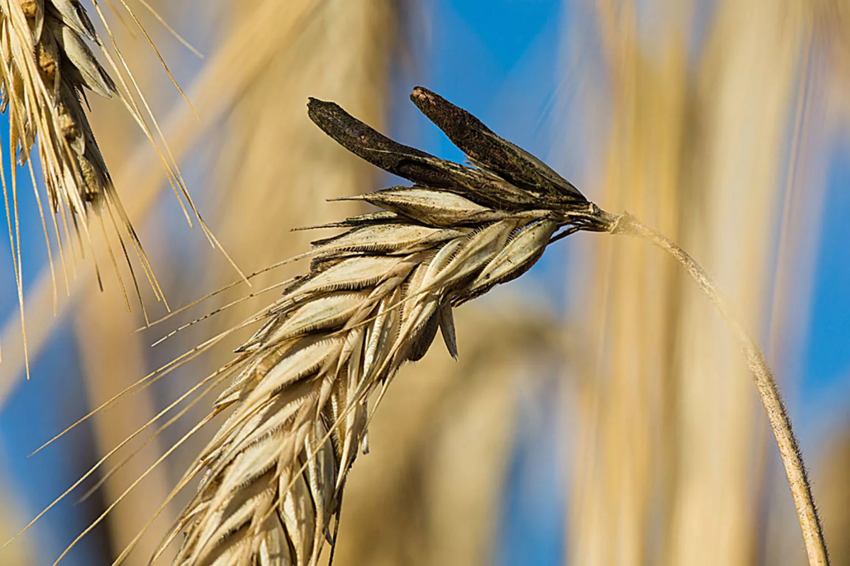 Спорынья (Claviceps purpurea). Склероции спорыньи на ржи. Claviceps purpurea – спорынья пурпурная. Спорынья (Claviceps purpurea Tulasne).. Вырастет колос