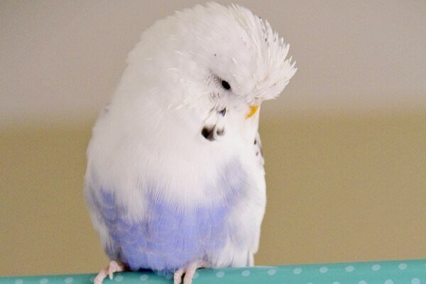 Волнистый попугай