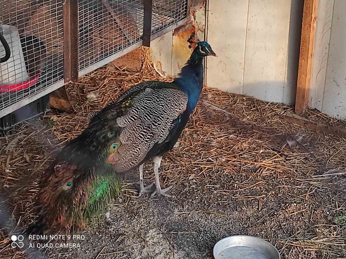 Красавец Аполлон - такой же яркий как солнечный свет