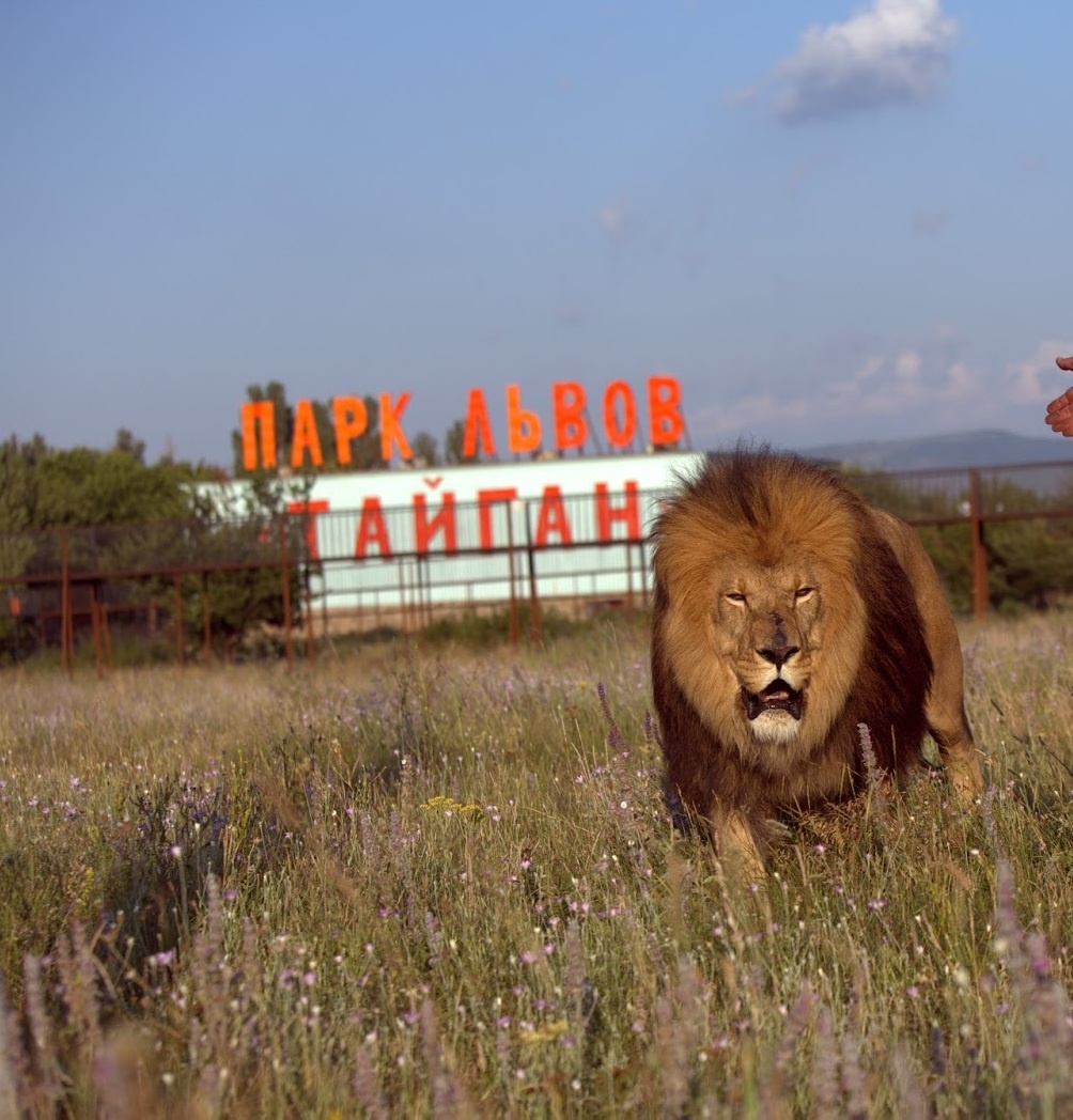 фото из открытых источников