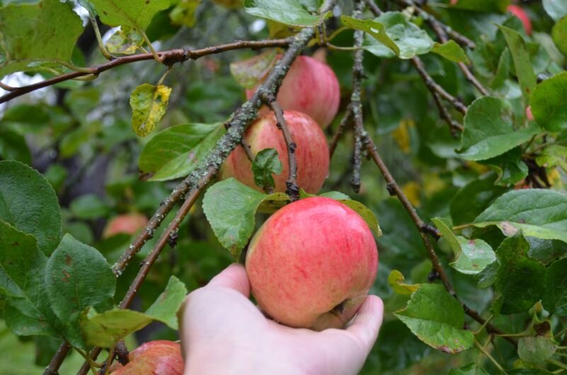 Яблони у меня в саду.