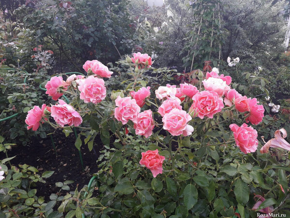 Розы Флорибунды непрерывного цветения. 3 фаворитки моего сада сезона 2020