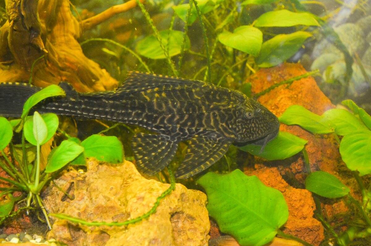 Анциструс l200. L600 анциструс. Сомик анциструс большой. До какого размера вырастают анциструсы. Анциструс (сомик).