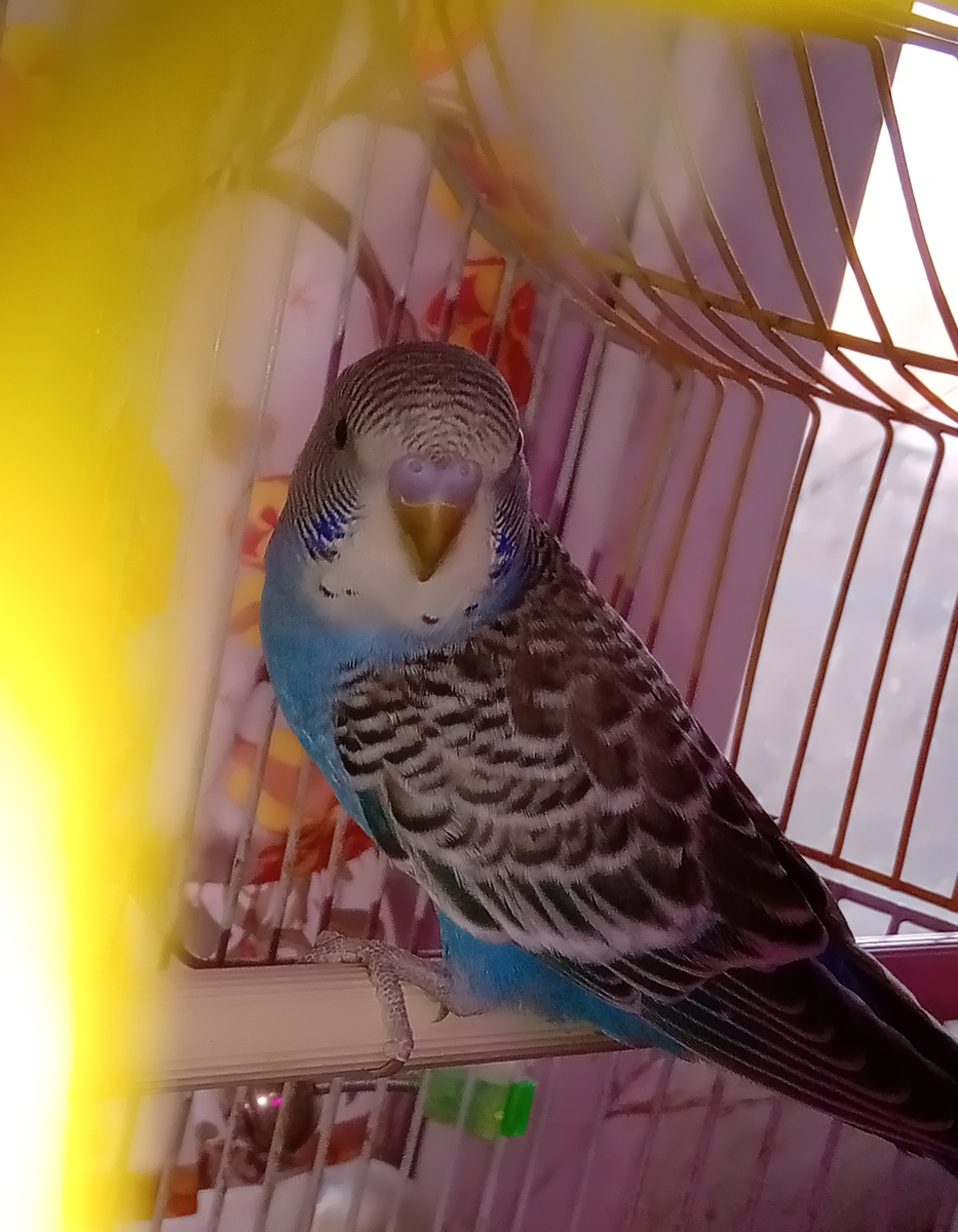 Упущенное счастье белой самочки