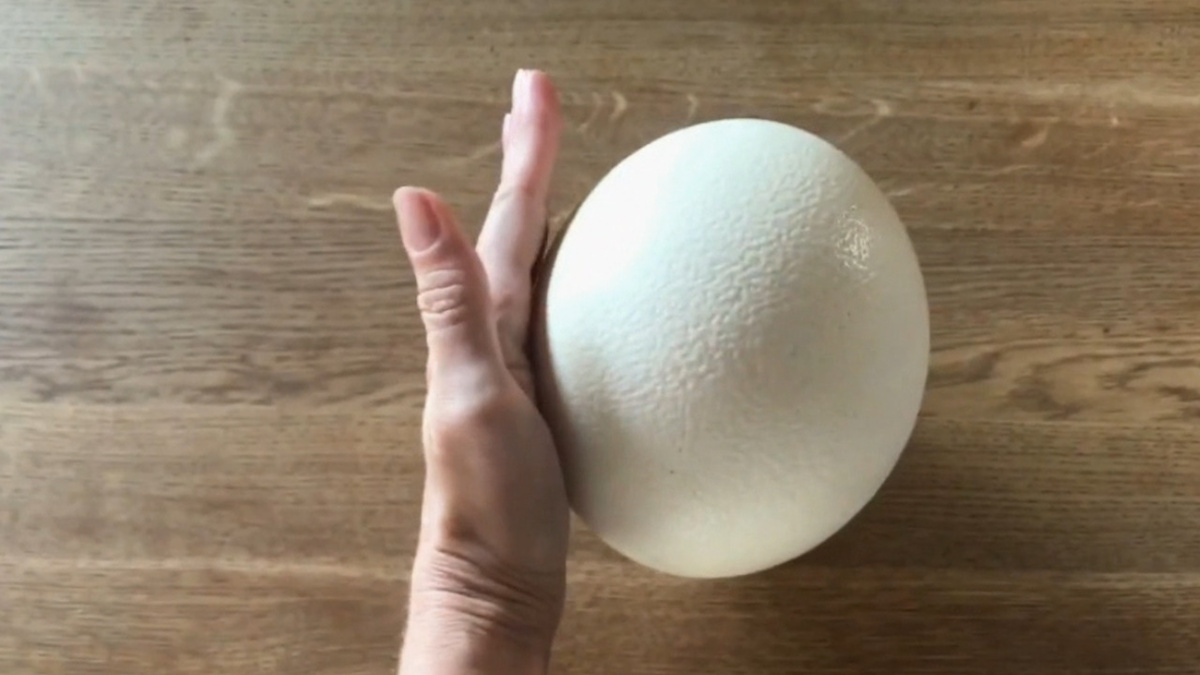 страусиное яйцо