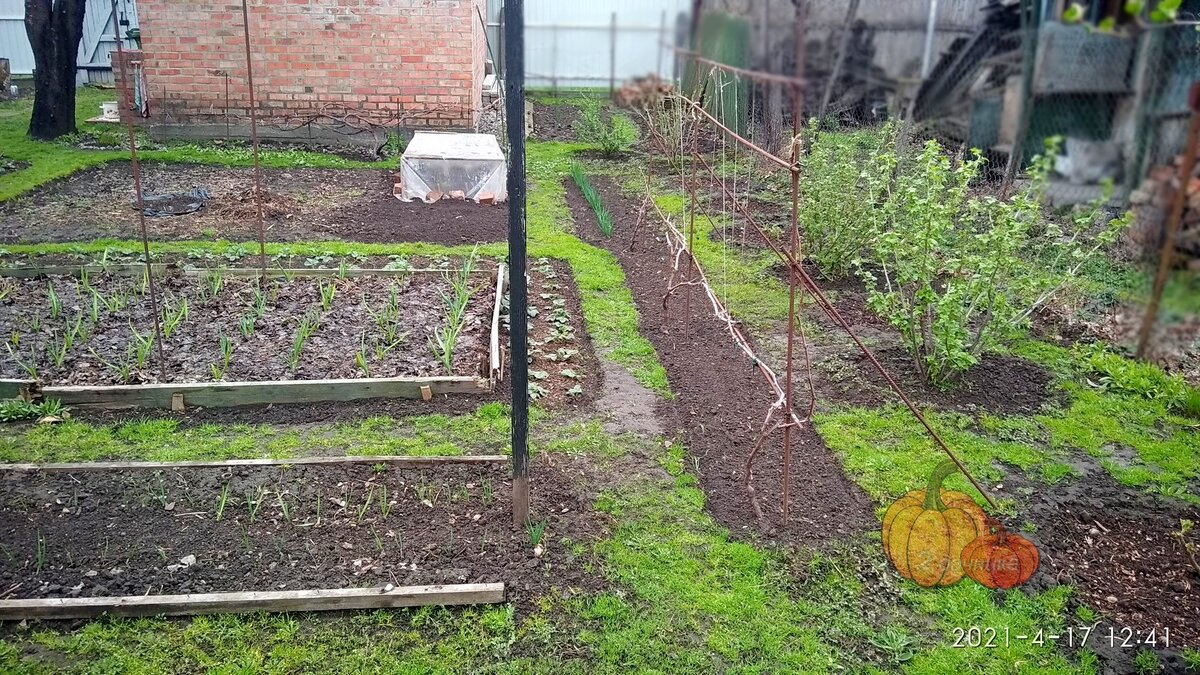 Наш маленький огородик и молодые кустики смородины.