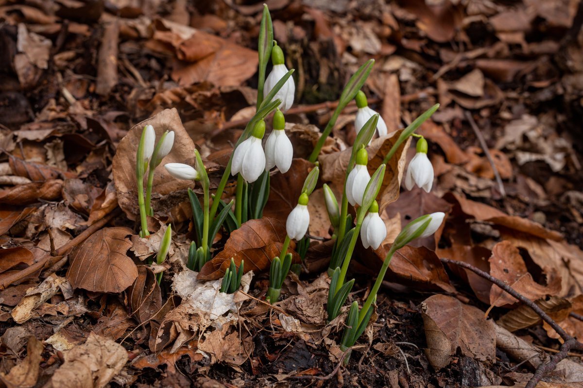 Растущая Луна в знаке Льва с 10;10 20 апреля 2021 года. 22 апреля в 17:07 Луна переходит в знак Девы.