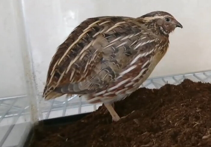 Перепел на торфяной подстилке комфортно себя чувствует