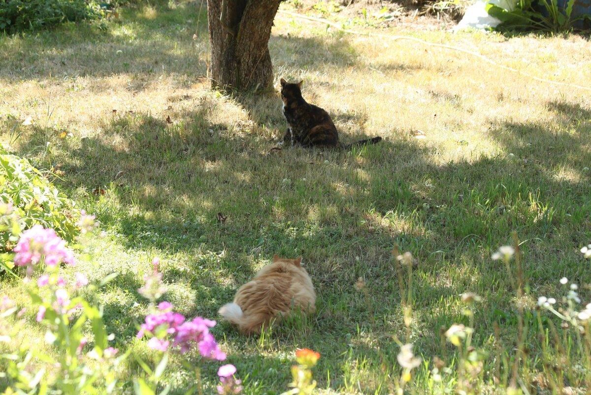 Беша к Василисе подкрадывается. Фото автора