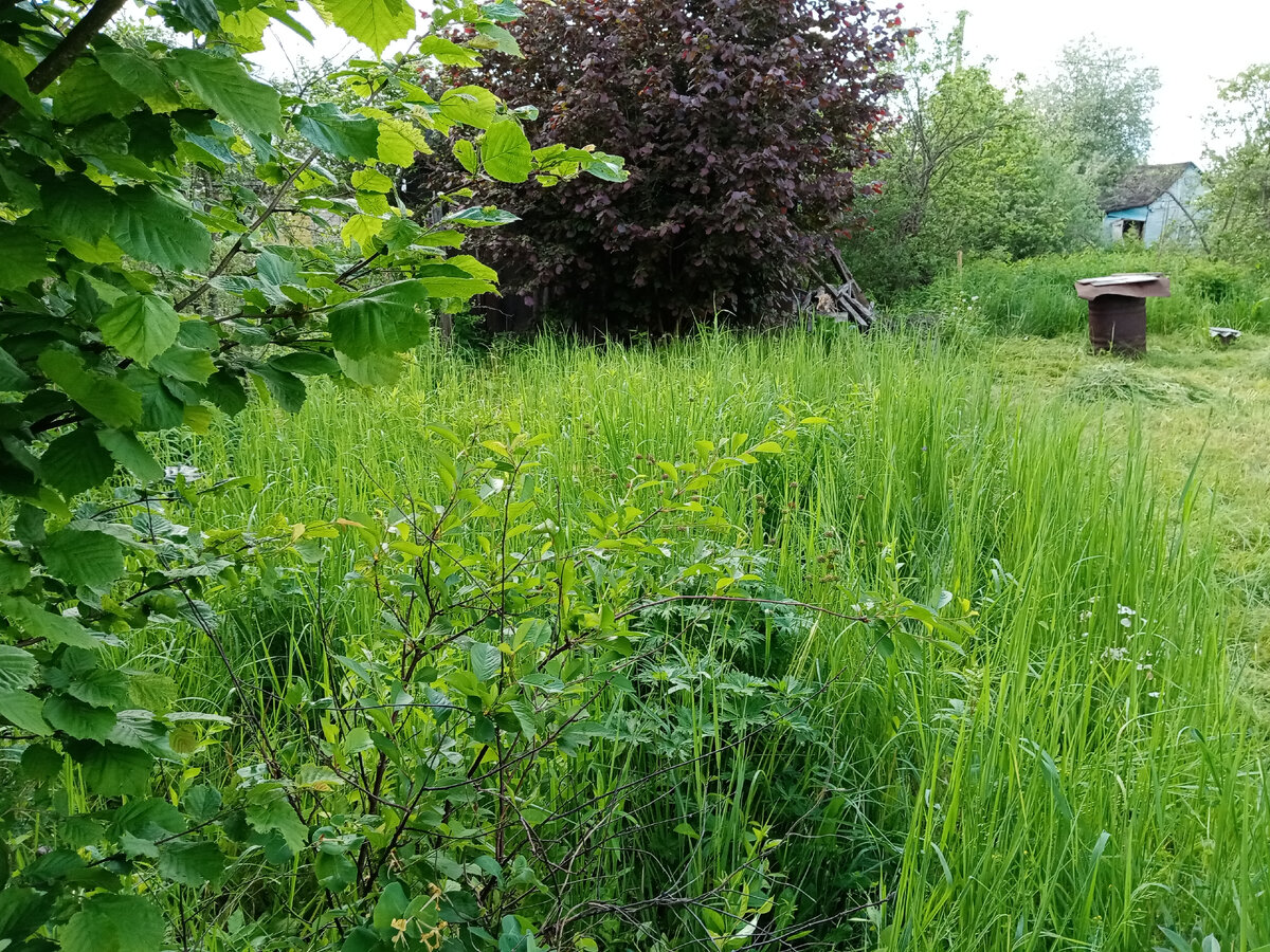 Личный фотоархив автора канала (До покоса) 