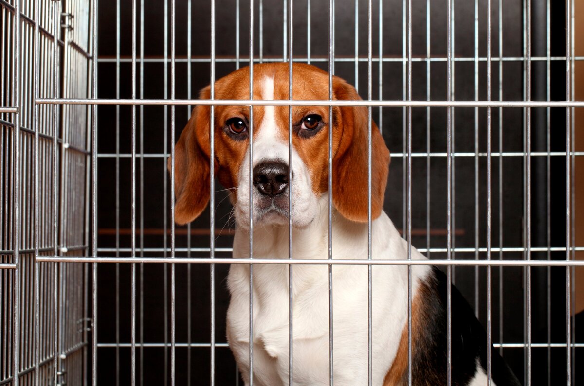 В последние годы вместе с тотальной модой на собак, пришло к нам и новое веяние: держать собаку в доме в клетке.