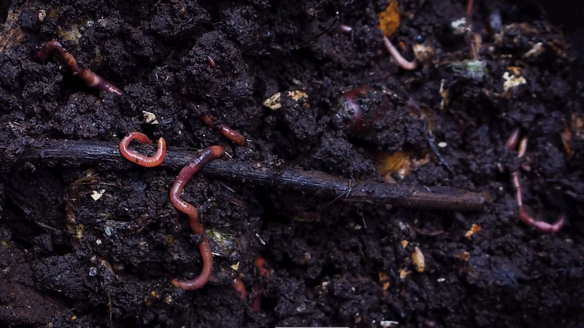 Навозные черви