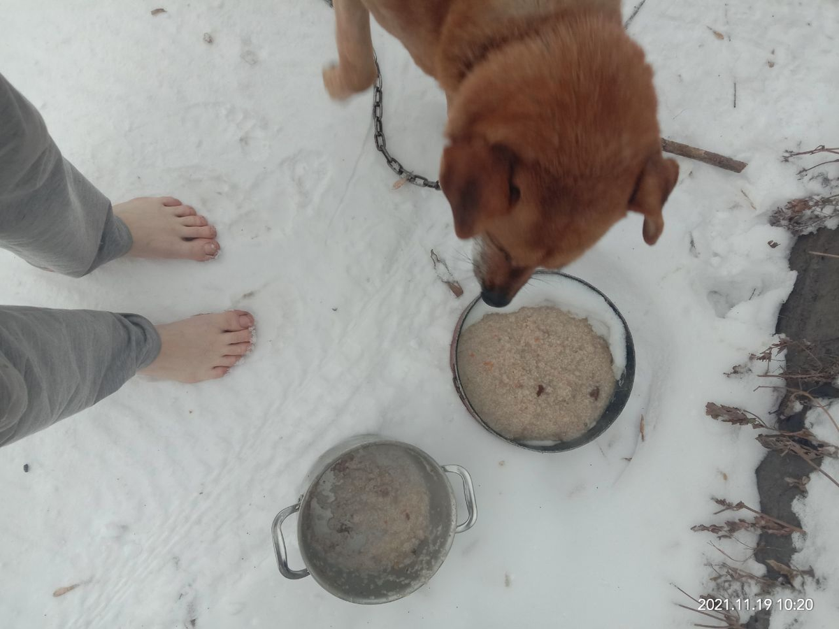 Мои босые ноги и пес