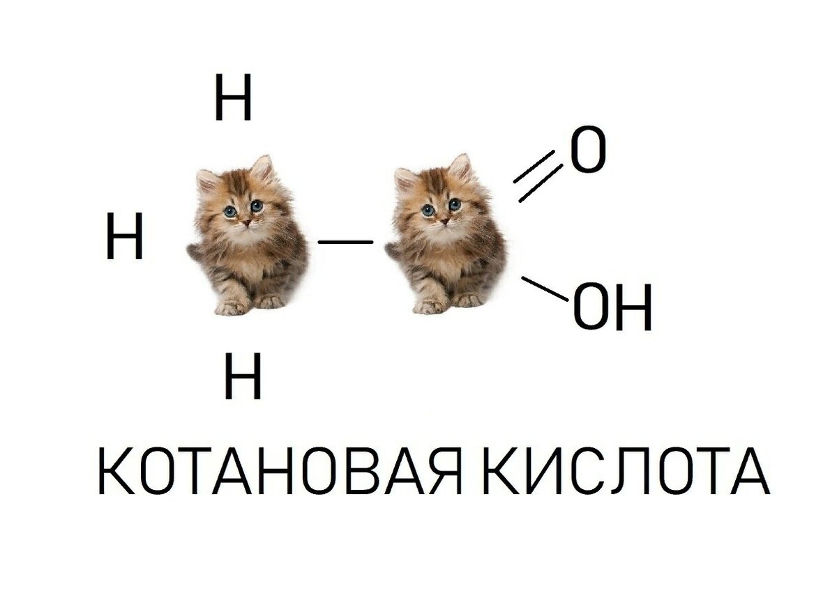 Химический кот. Кот химия. Котик и химия. Химический котик. Кот Химик Мем.