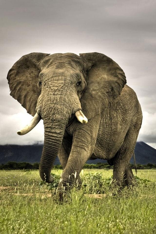 «Ну, попробуй отрубить мне хобот…»