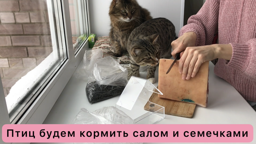 Купила кормушку для птиц. Будет котам живой телевизор