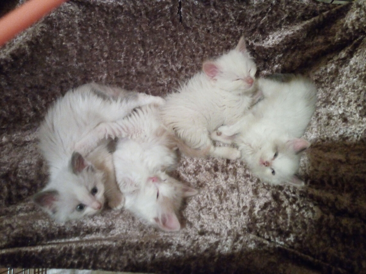 Это мы после еды и игр отдыхаем)))