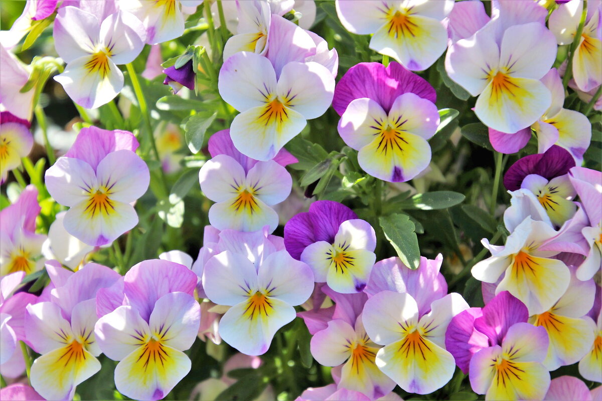 Цветки "анютины глазки". Фото с pixabay.com