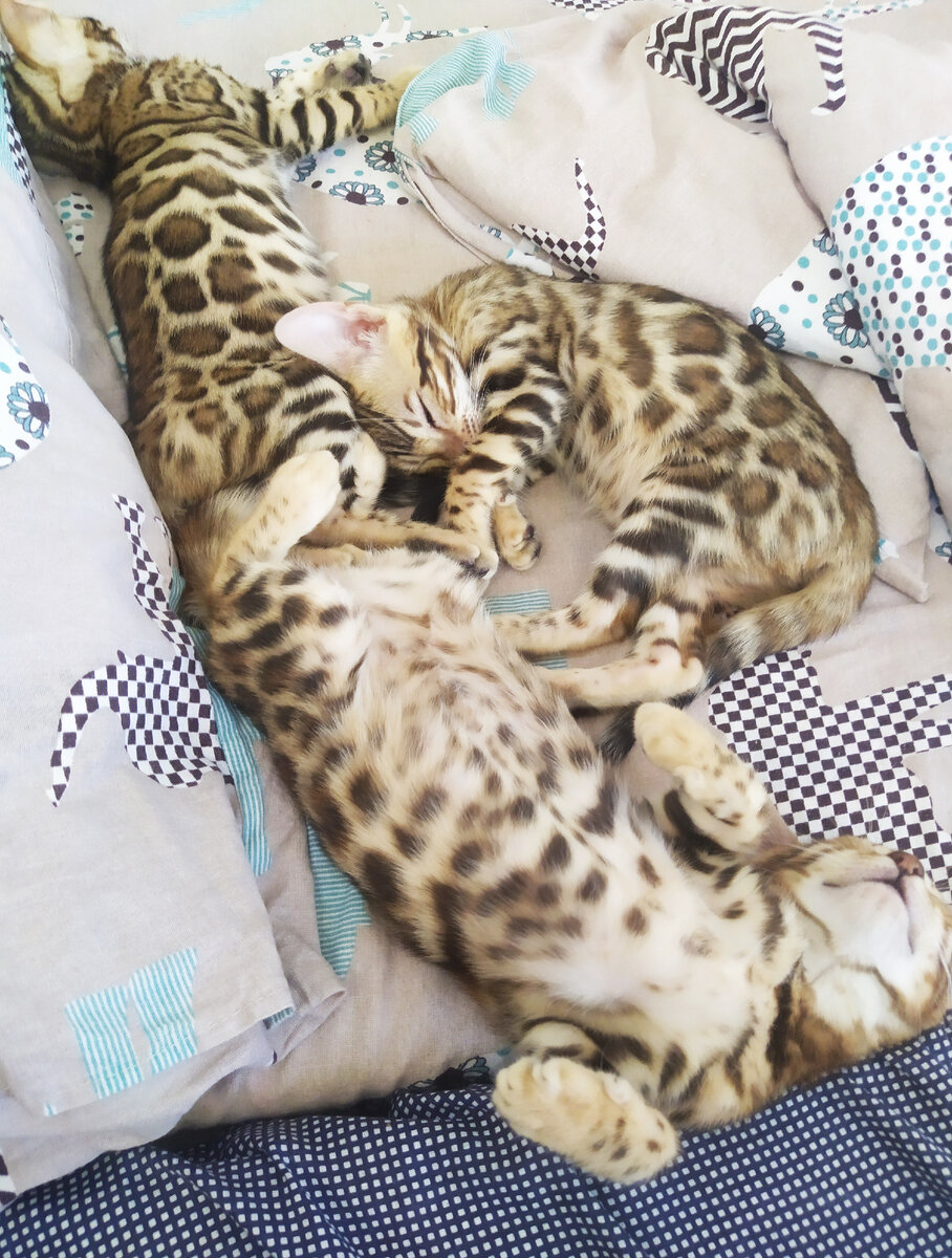 У здоровых котяток-здоровый сон!) 