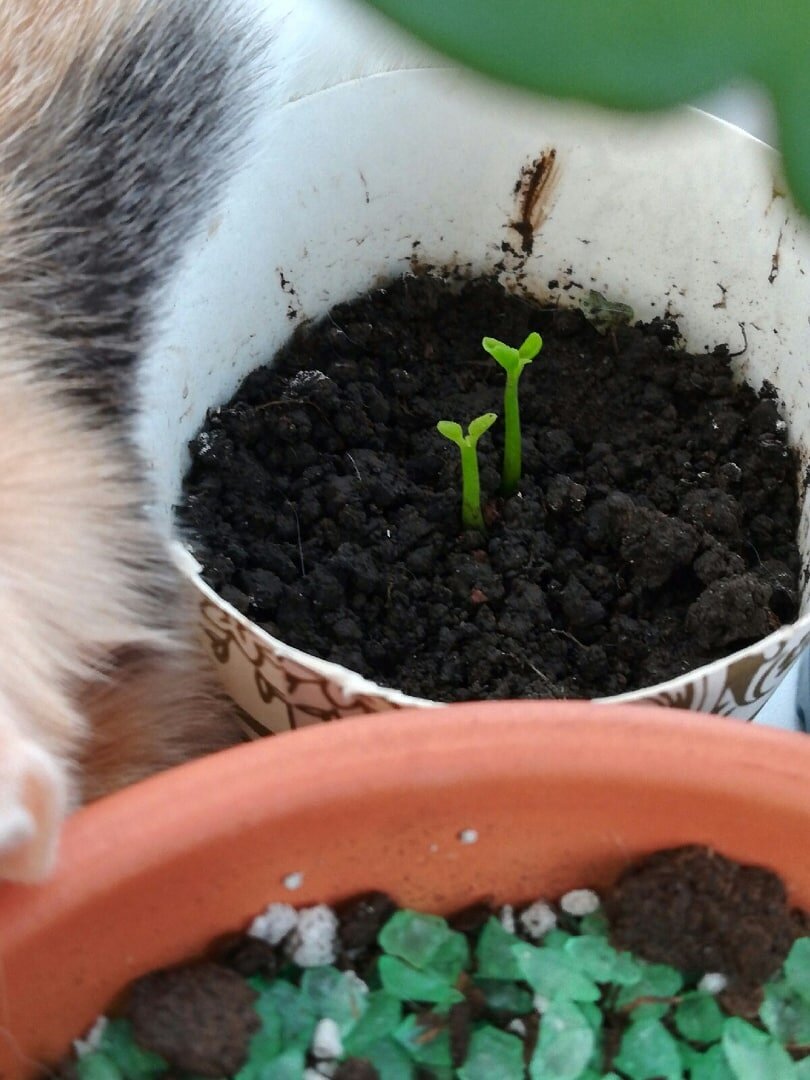 я посадила одну семечку, не знаю почему росточка два, в будущем они объединились