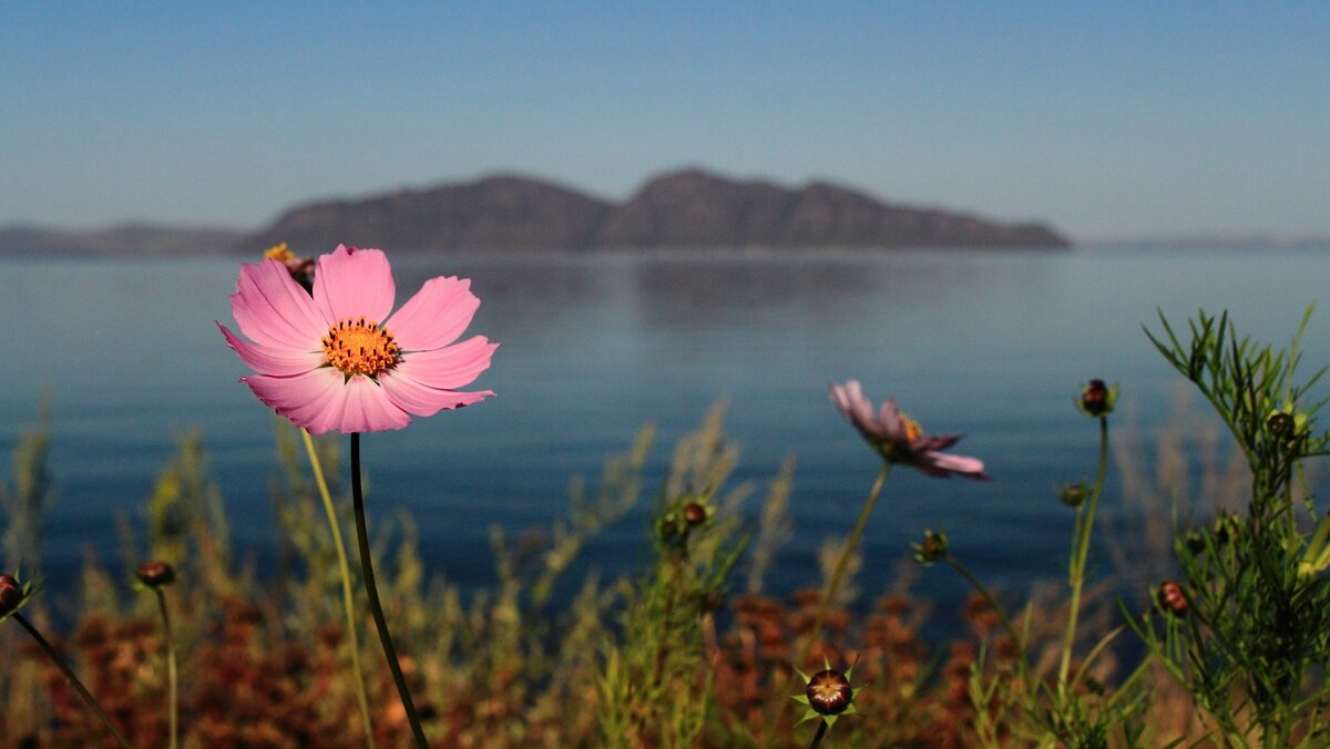 Источник фото: Федор Одегов,  https://www.flickr.com/photos/105849326@N08/albums/72157696224991440/with/29006673590/