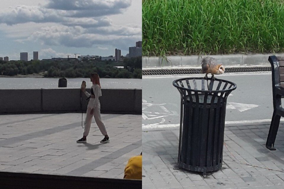     Новосибирцы привязали совушек к рукам и зарабатывали на них деньги. Фото: Россельхознадзор.