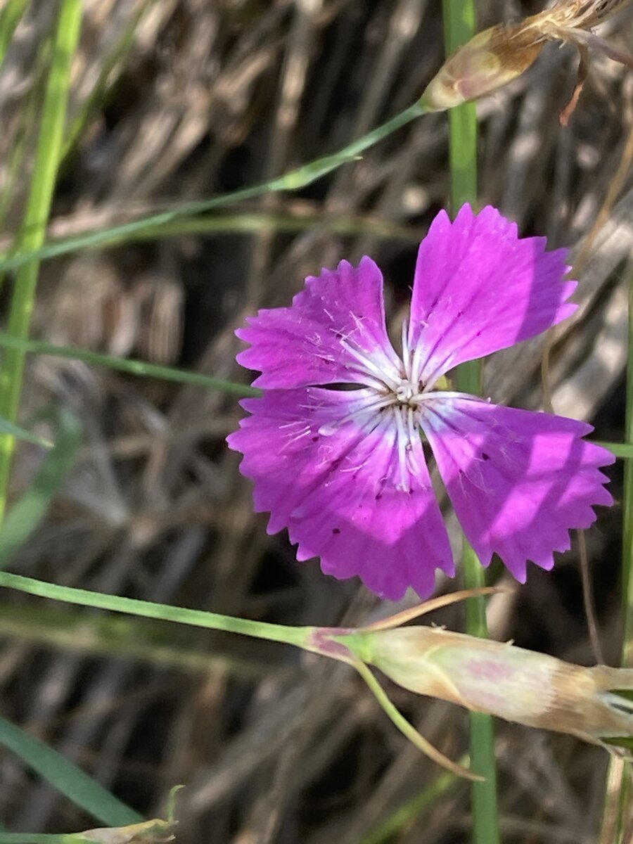 Свеженькое фото,  в лесу растёт