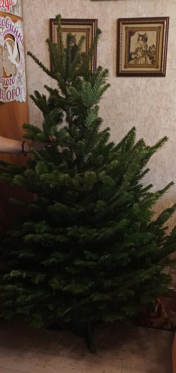 Наша новогодняя пихта