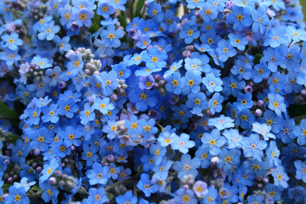 https://maja-dacha.ru/wp-content/uploads/2015/06/meyn21.jpg